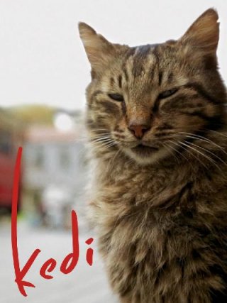 Locandina di Kedi - La città dei gatti (2017)